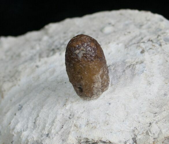 Fossil Snake Egg - Bouxwiller, France #5800